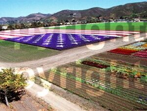 Bodger Floral Flag Fine Art Print 12x18