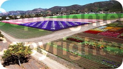 Bodger Floral Flag Fine Art Print 16x24